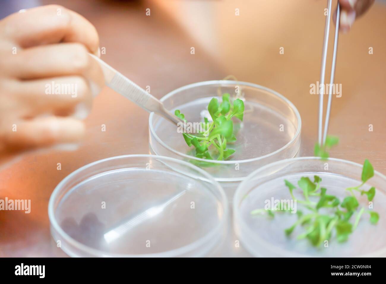 Close-up of female scientist hands cutting plant tissue culture in petri dish, performing laboratory experiments, small plants testing, Asparagus. Stock Photo
