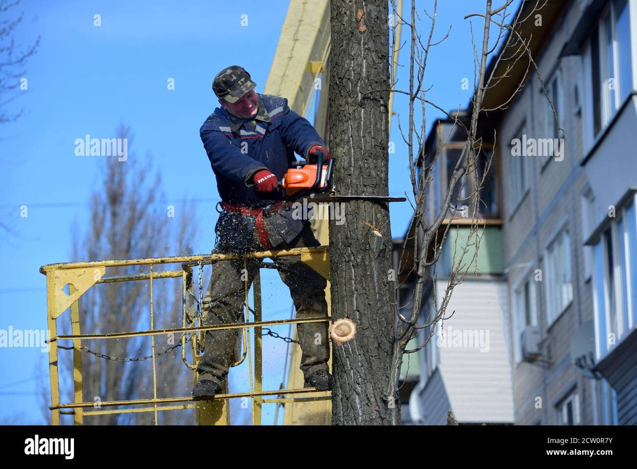 Municipal worker cutting dead standing tree with chainsaw using truck ...