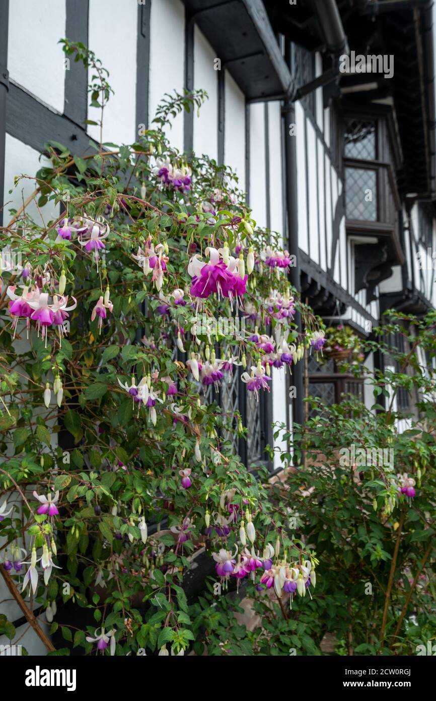 Charming, historic half timbered houses with pink fuchsia flowers in the foreground, photographed in Chilham village, Kent UK. Stock Photo