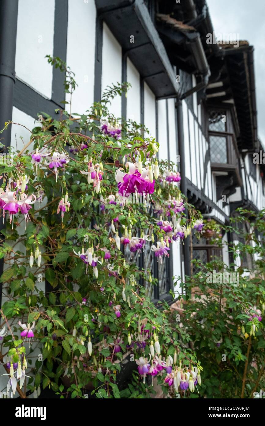 Charming, historic half timbered houses with pink fuchsia flowers in the foreground, photographed in Chilham village, Kent UK. Stock Photo