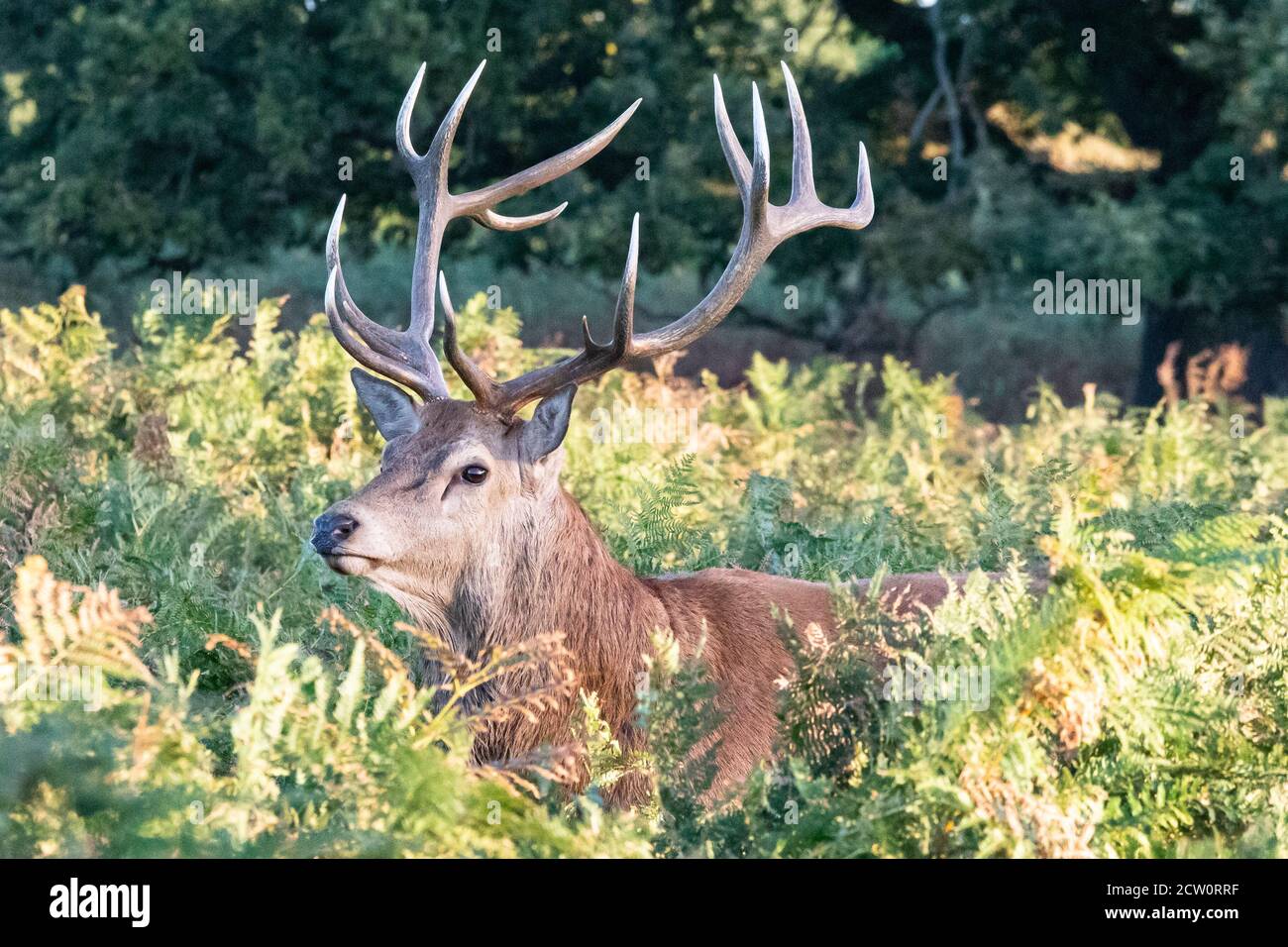 A red deer stag stands amongst the late summer bracken of Bushy Park, West London Stock Photo