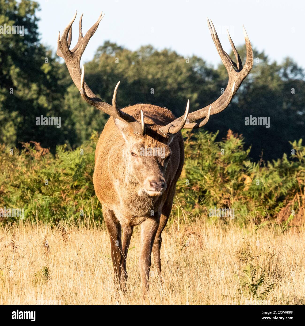 A moody looking red deer stag skulks out of the bracken and into the harsh sunlight of late summer, in Bushy Park, West London Stock Photo
