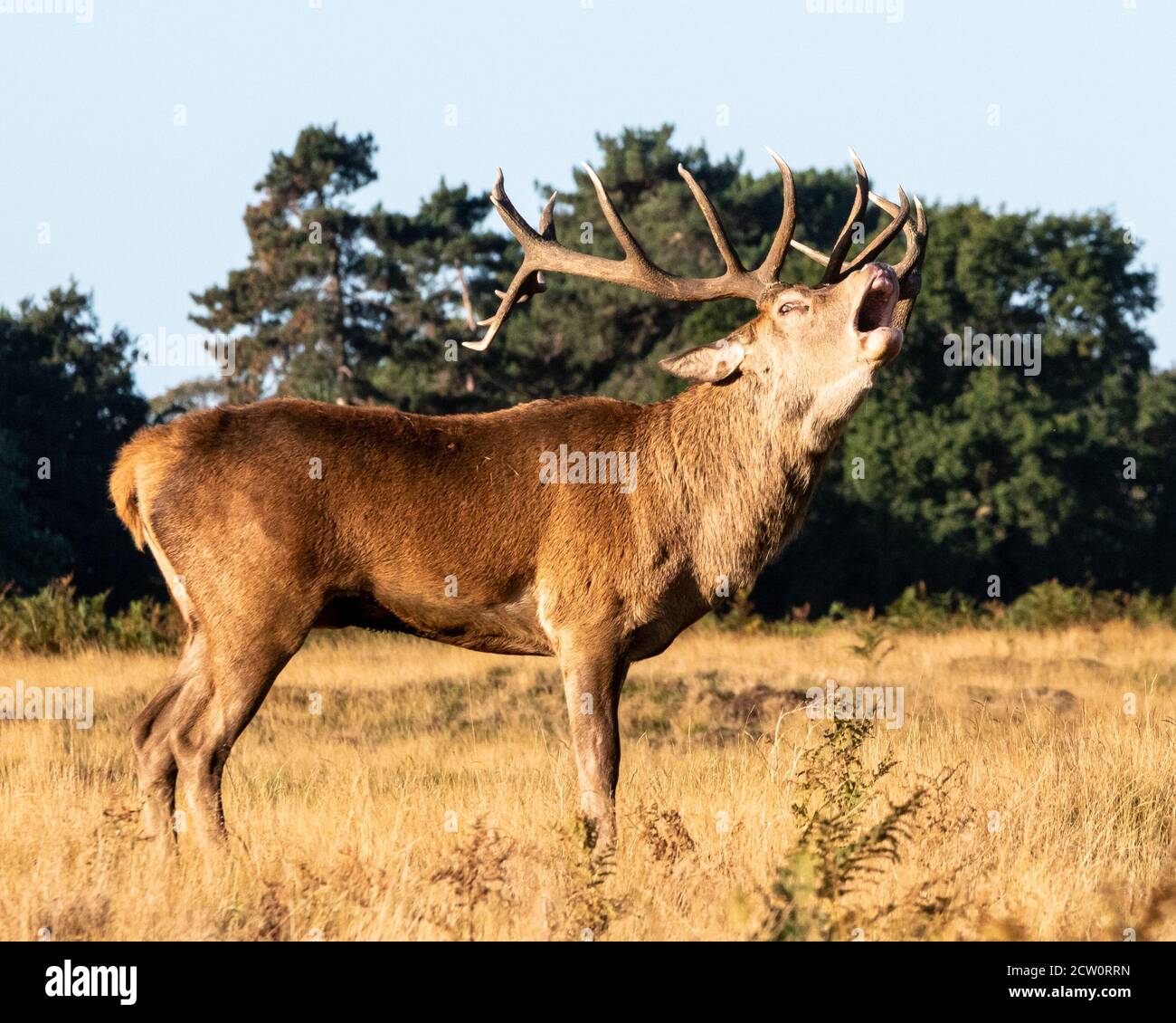 A dominant red deer stag bellows in the early morning sunlight of early Autumn, in Bushy Park, West London Stock Photo
