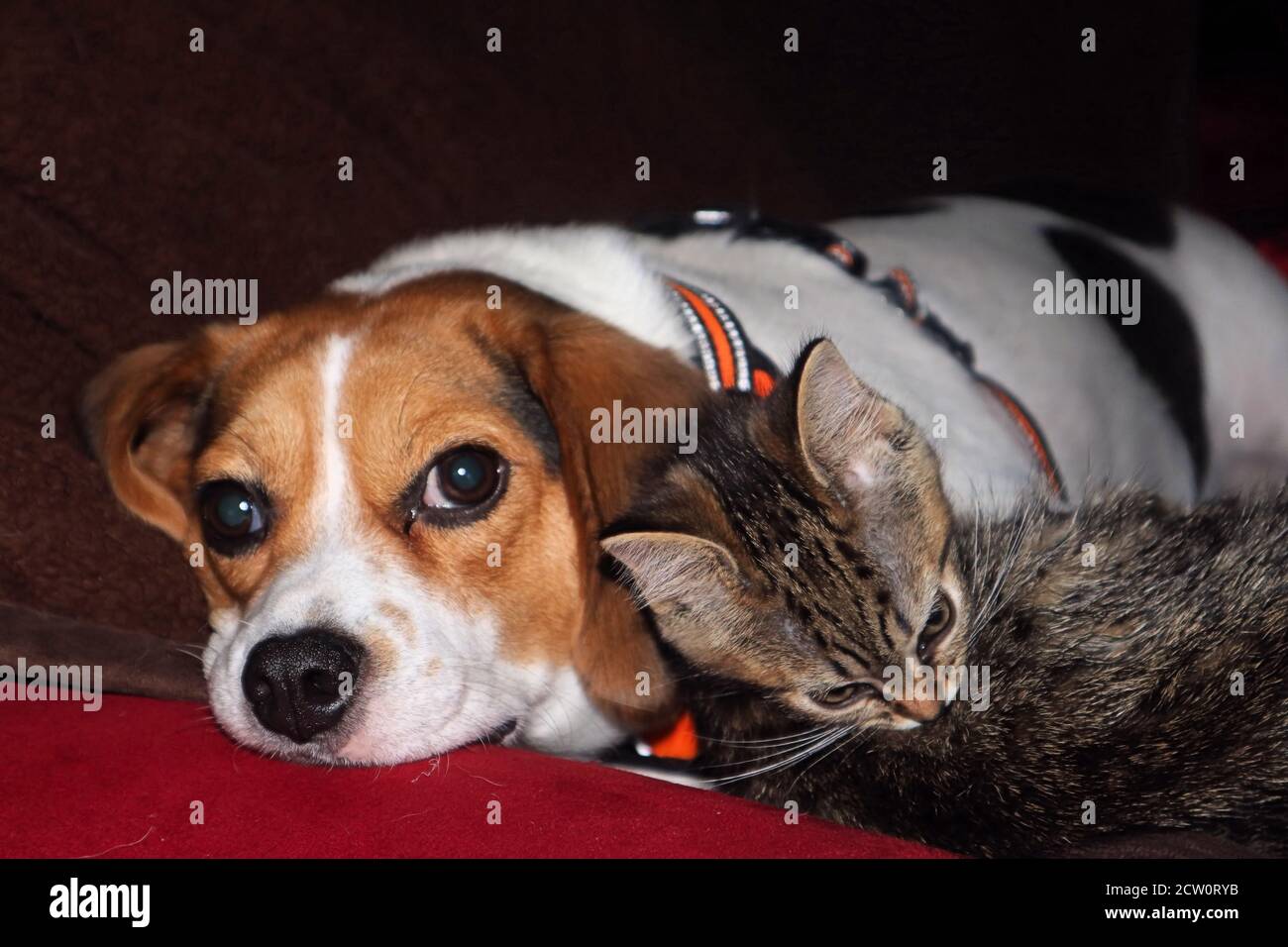 cat and dog cuddling Stock Photo