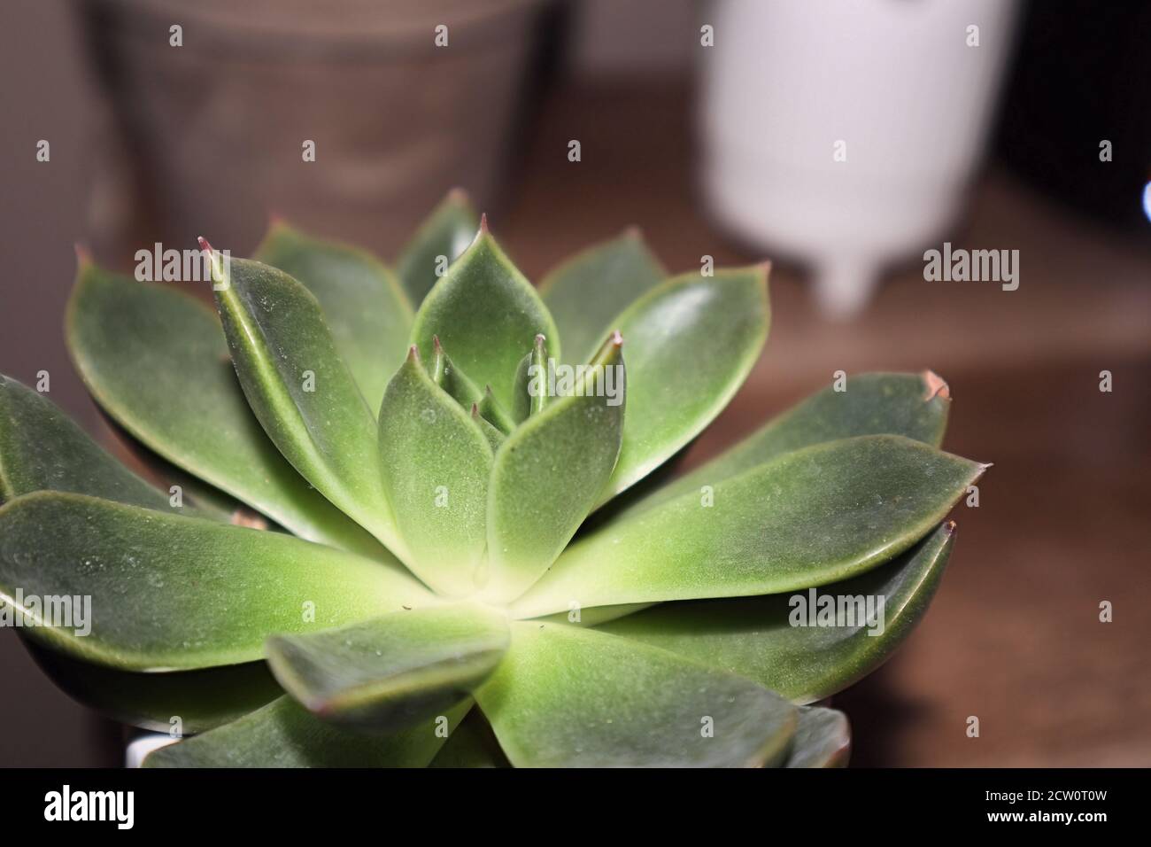 close up of a succulent Stock Photo