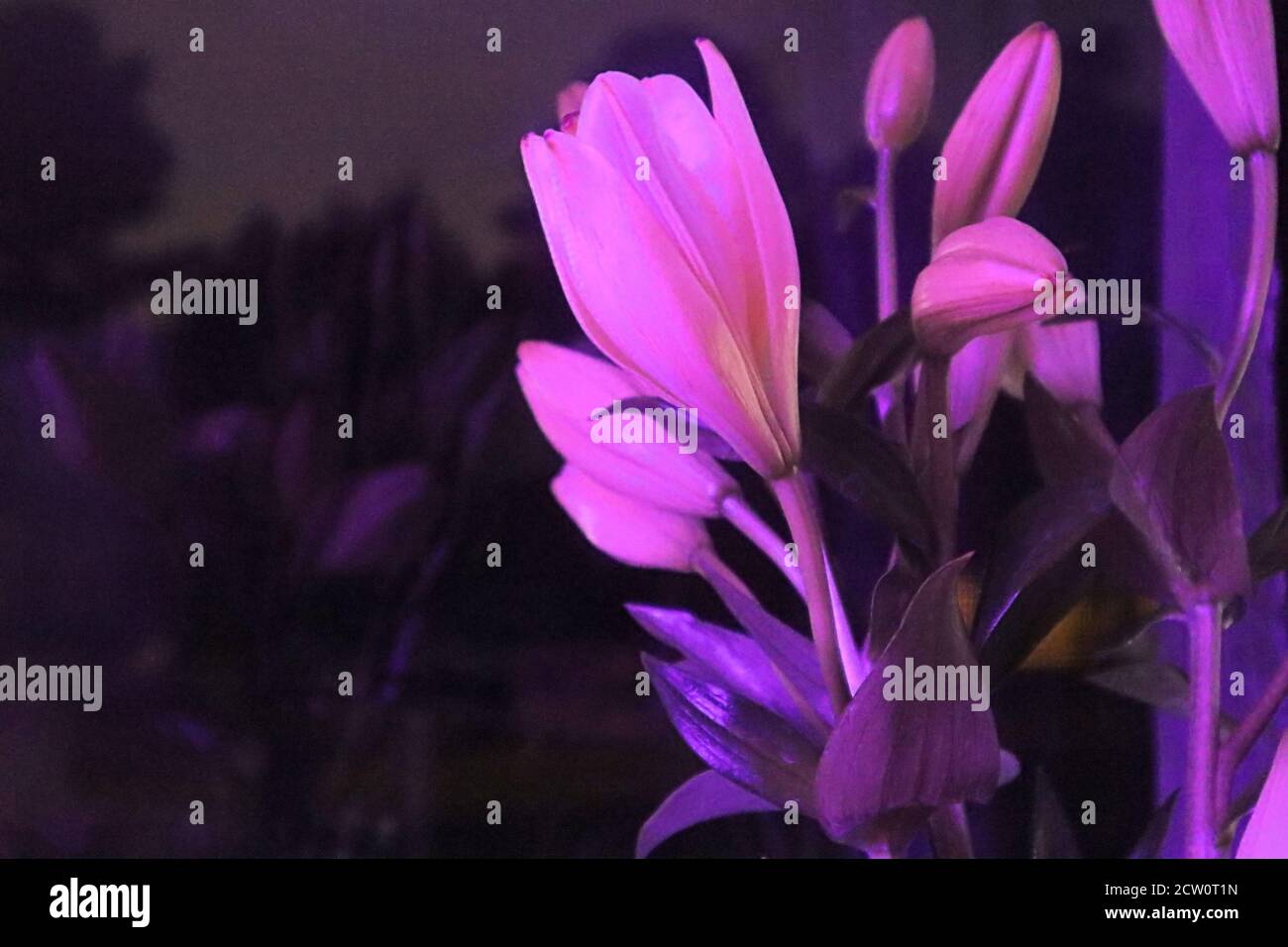 lilies with colored led lighting Stock Photo