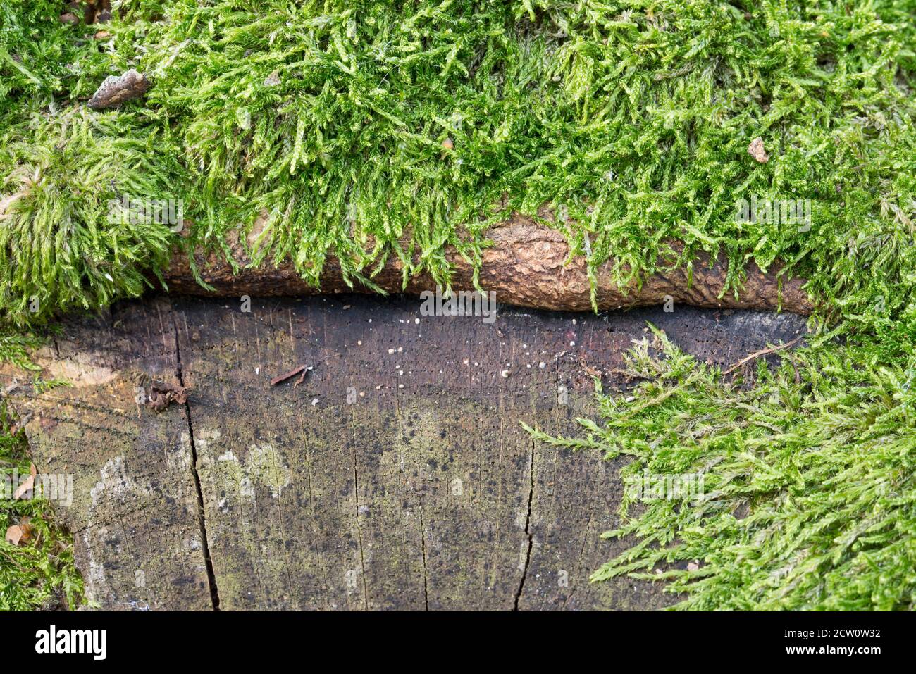 old tree stump covered with moss closeup selective focus Stock Photo