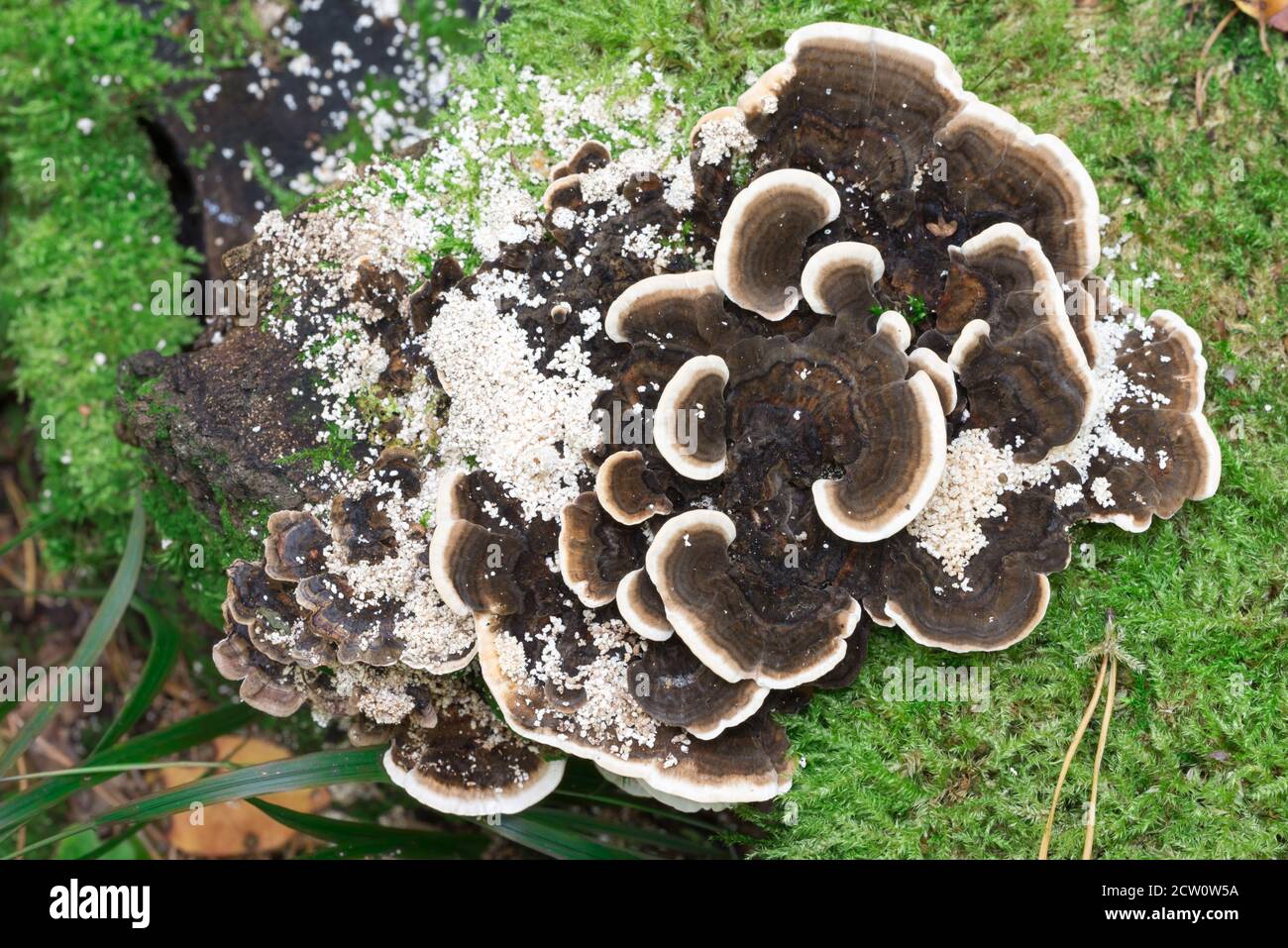 Trametes versicolor, turkey tail mushroom on tree stump closeup selective focus Stock Photo