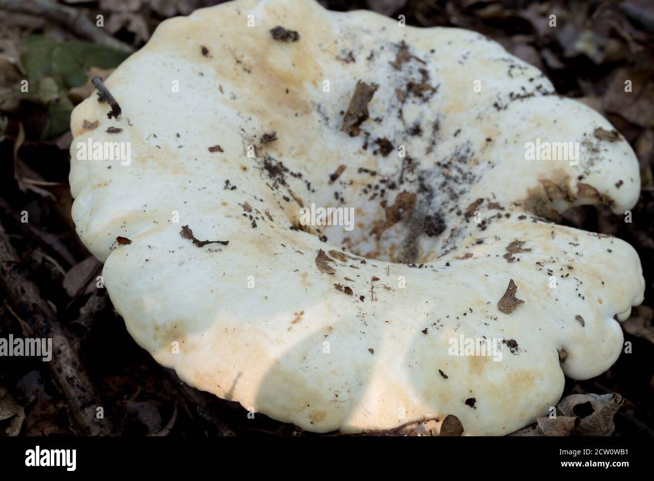Lactifluus vellereus  fleecy milk cap in forest selective focus Stock Photo