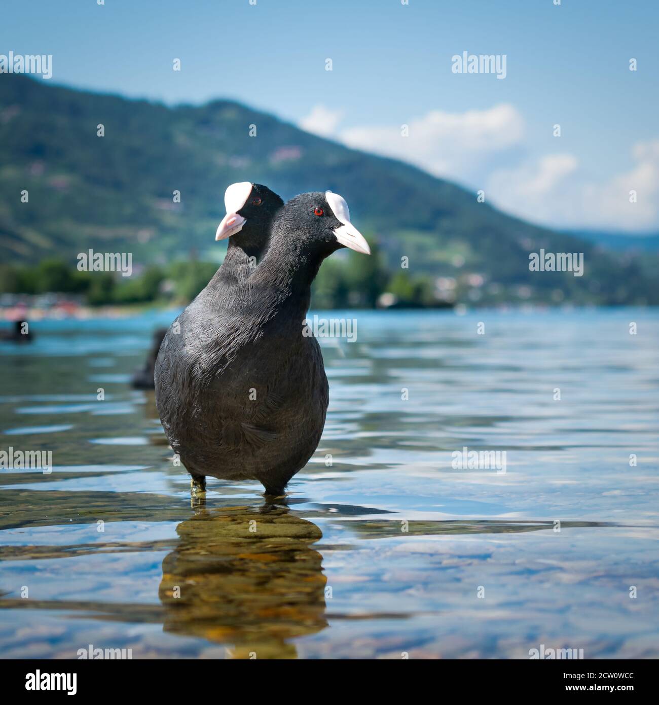 European water bird, depicted standing in the shallow water of the lake with two heads. Caldonazzo lake, Trentino Alto Adige, Italy Stock Photo