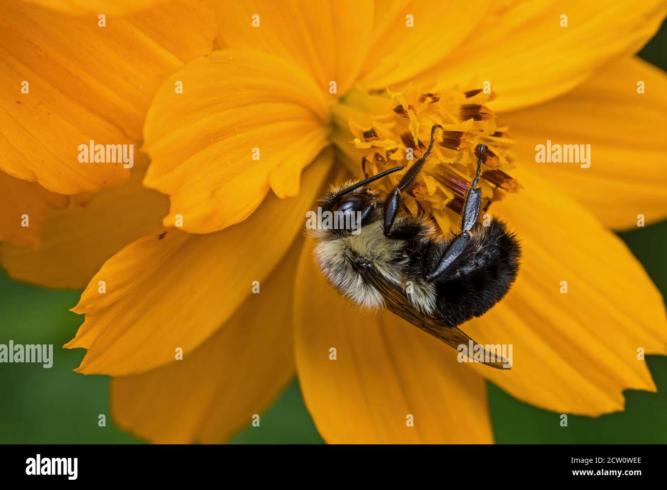 Bumblebee which is a member of the genus Bombus, part of Apidae on orange cosmos flower. Cosmos are herbaceous perennial plants or annual plants. Stock Photo
