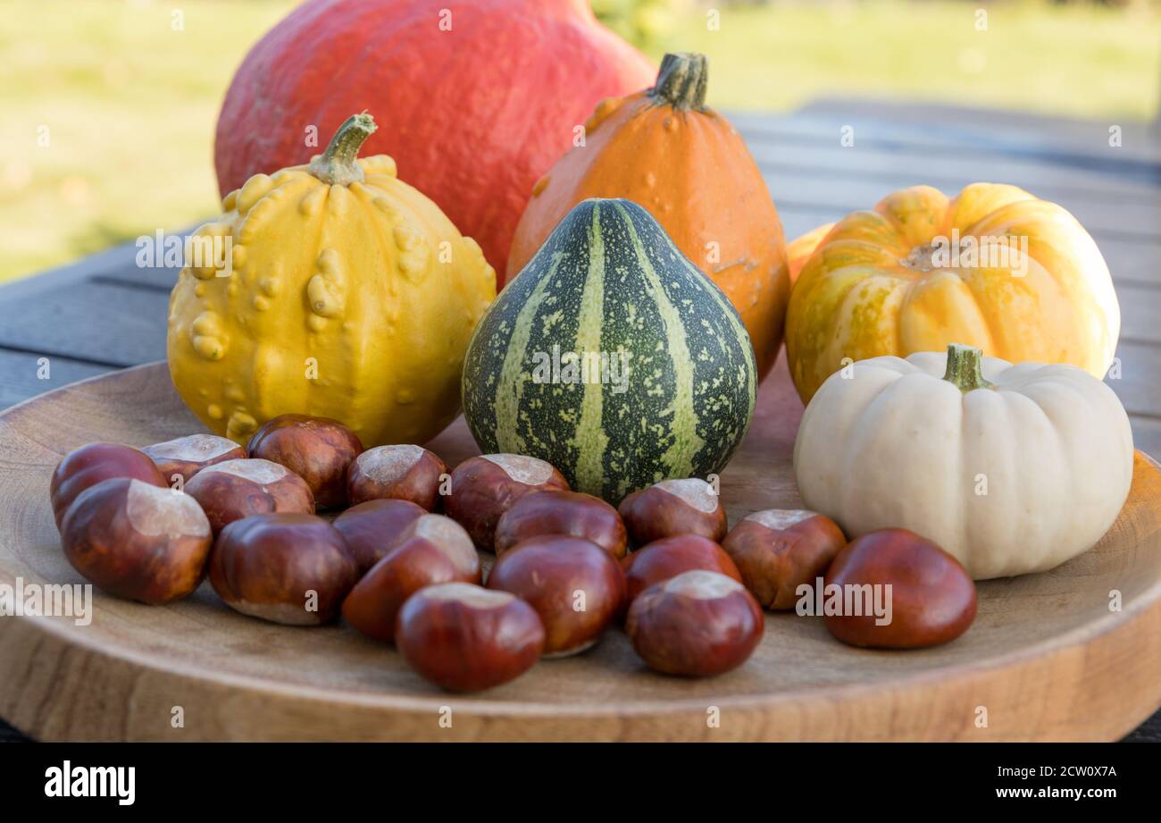 Various decorative gourds outdoors on a table in a garden Stock Photo