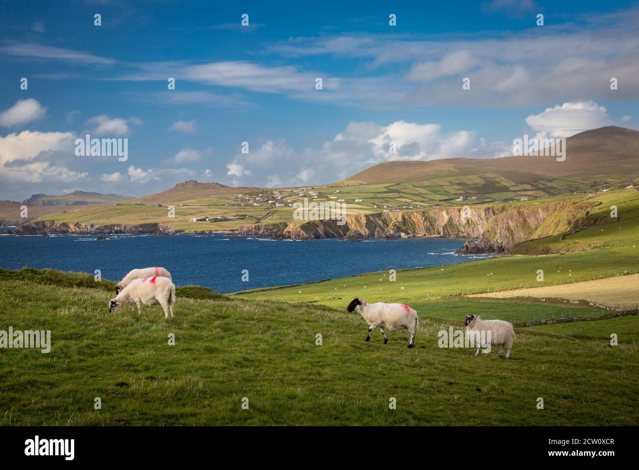 Evening sunlight over sheep, countryside and coastline of the Dingle Peninsula, County Kerry, Ireland Stock Photo