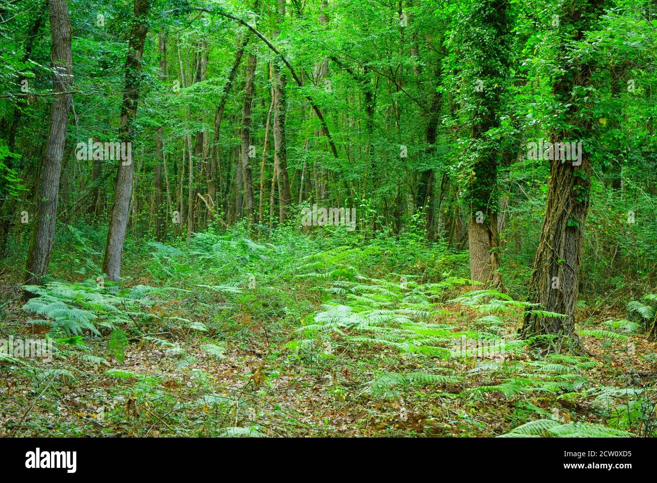 riserva naturale foresta demaniale del circeo