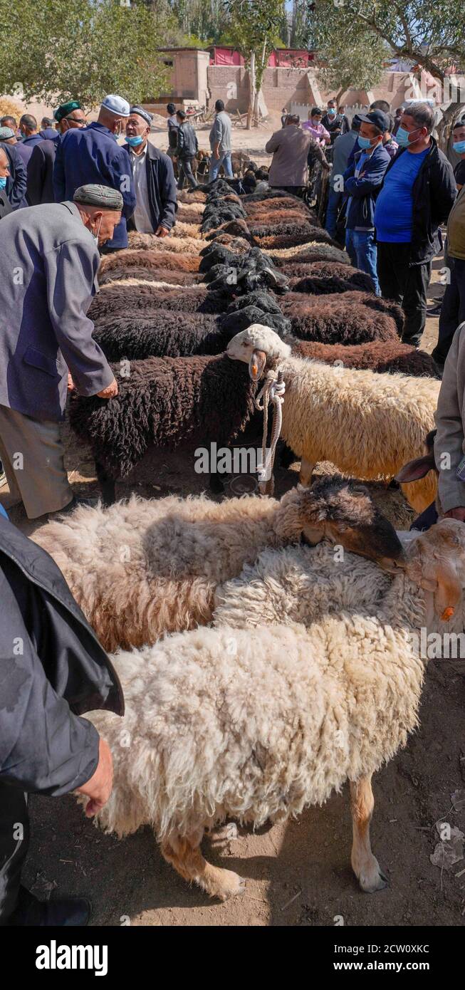 Shufu, China's Xinjiang Uygur Autonomous Region. 21st Sep, 2020. Villagers purchase sheep at a bazaar in a town of Shufu County, northwest China's Xinjiang Uygur Autonomous Region, Sept. 21, 2020. A cattle and sheep bazaar is held at the town in Shufu. Credit: Zhao Ge/Xinhua/Alamy Live News Stock Photo