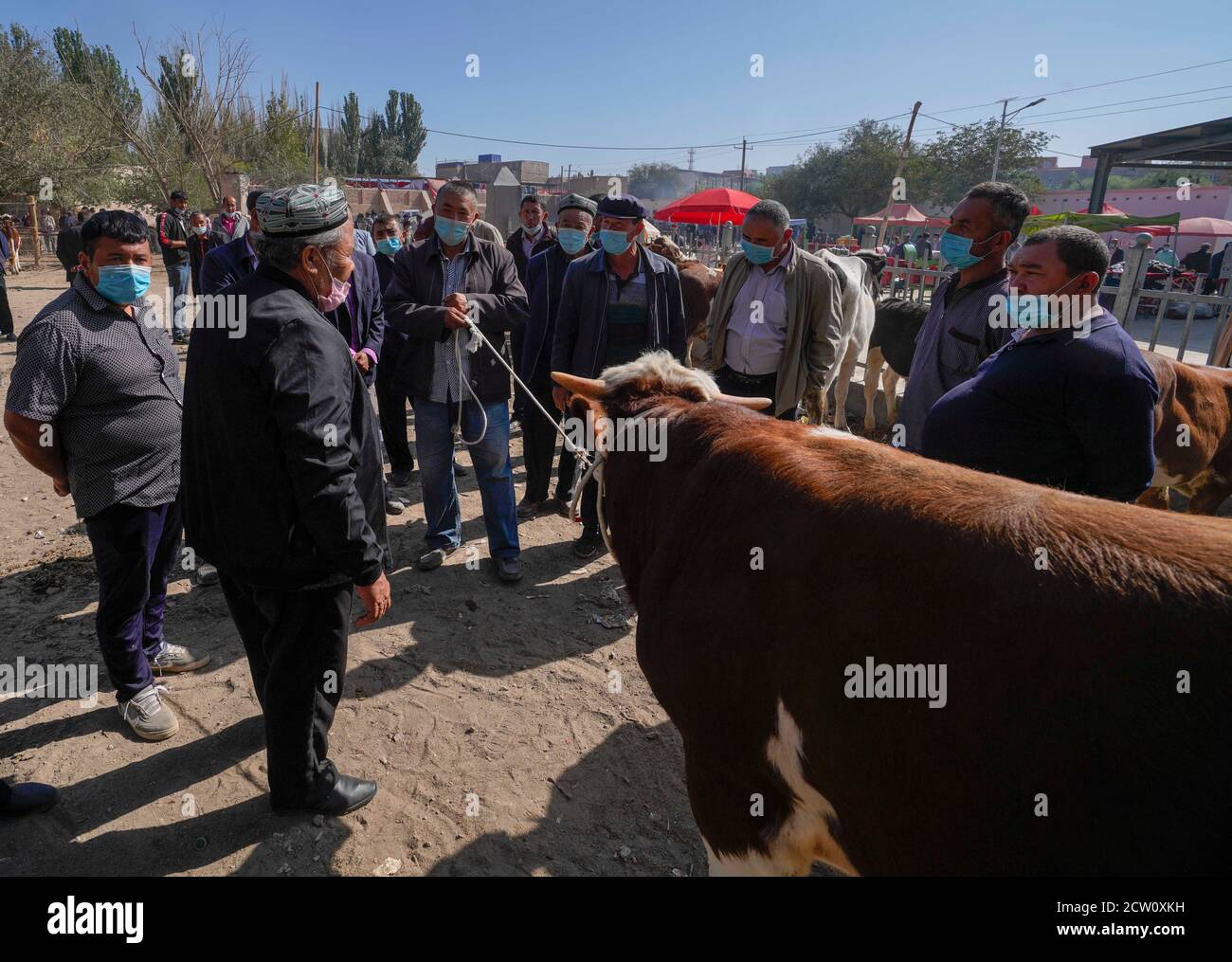 Shufu, China's Xinjiang Uygur Autonomous Region. 21st Sep, 2020. Villagers purchase cattle at a bazaar in a town of Shufu County, northwest China's Xinjiang Uygur Autonomous Region, Sept. 21, 2020. A cattle and sheep bazaar is held at the town in Shufu. Credit: Zhao Ge/Xinhua/Alamy Live News Stock Photo