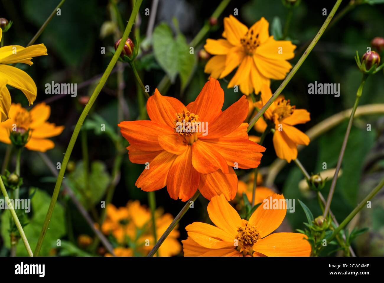 Orange cosmos flower in dull sun light. They are herbaceous perennial plants or annual plants. Stock Photo