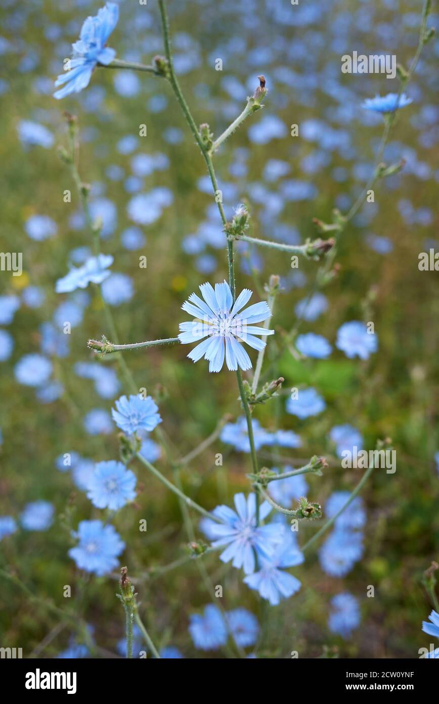 Cichorium Intybus Stock Photo