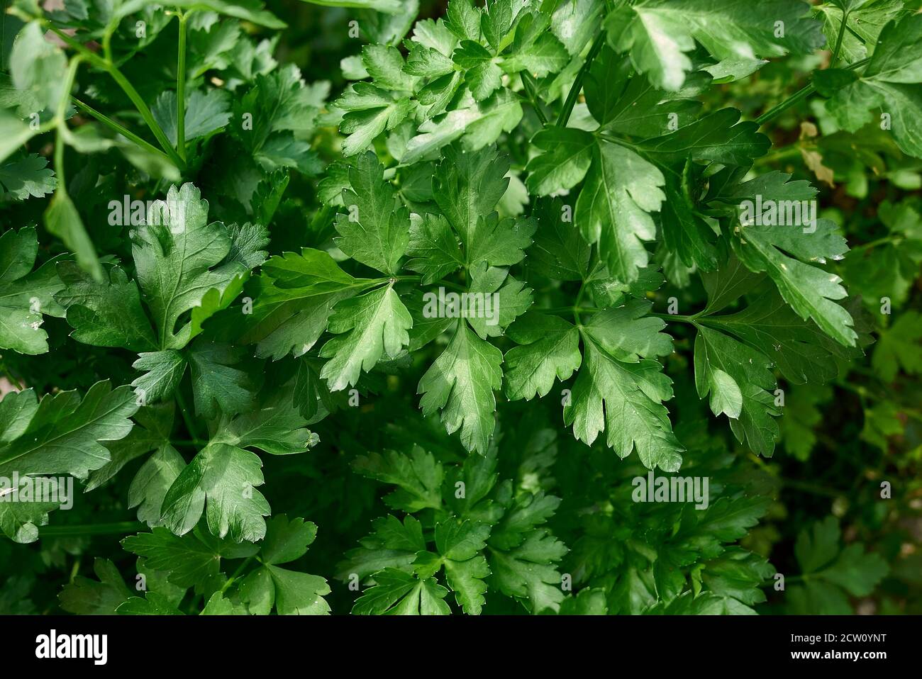 Petroselinum crispum  neapolitanum  fresh leaves close up Stock Photo