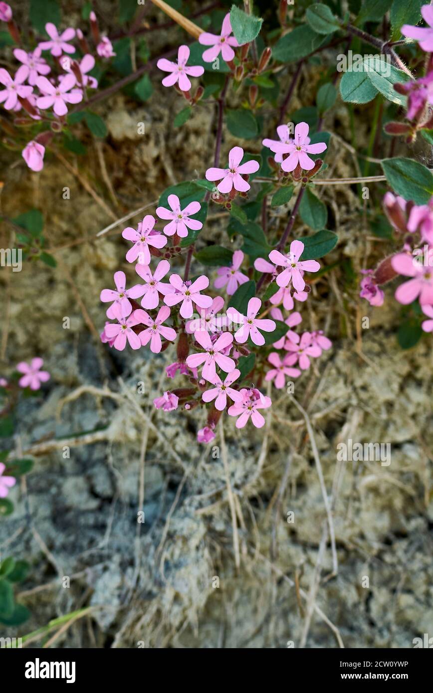 Saponaria ocymoides plants in bloom Stock Photo