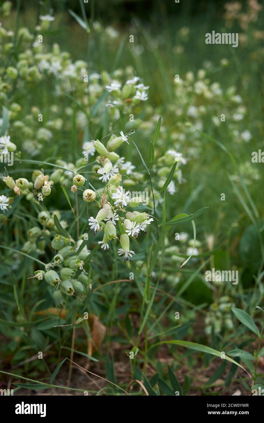Silene vulgaris green white inflorescence Stock Photo