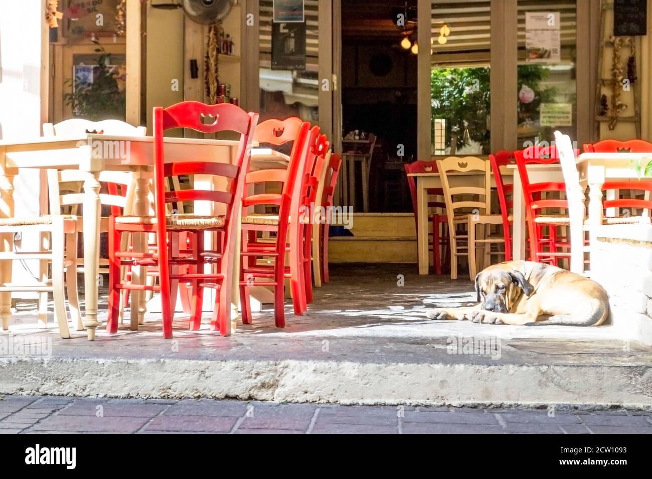 Can You Take Dogs Into Cafes