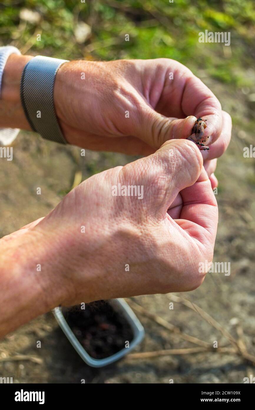 Fishing Hook Baited With An Earthworm Stock Photo - Download Image