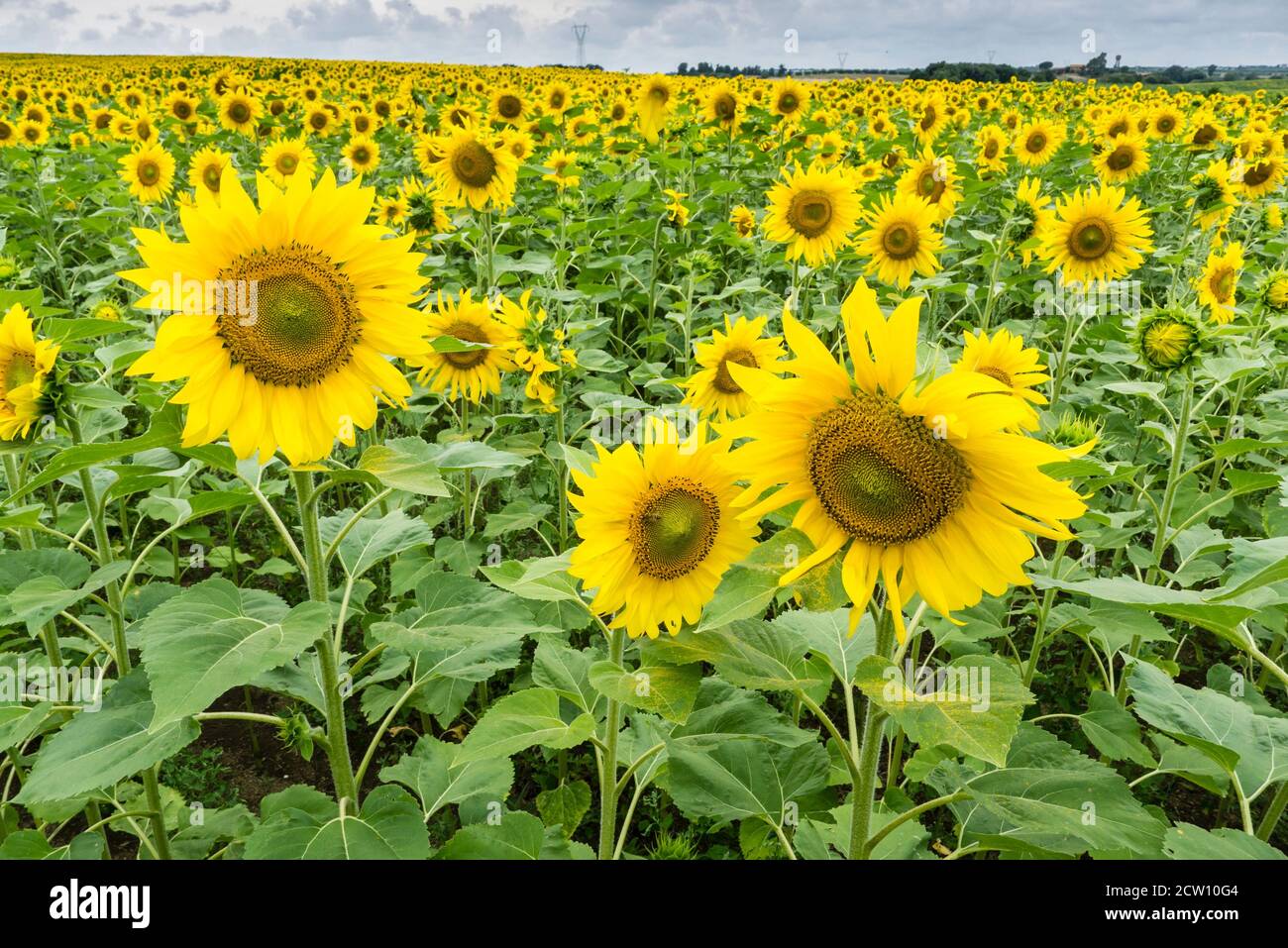 Field of sunflowers in full bloom under a cloudy sky Stock Photo - Alamy