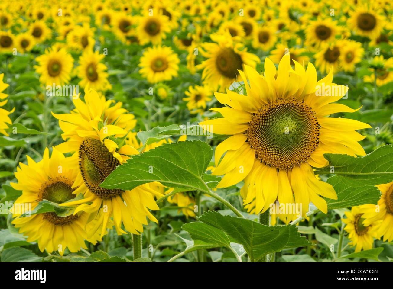 Field of sunflowers in full bloom under a cloudy sky Stock Photo - Alamy