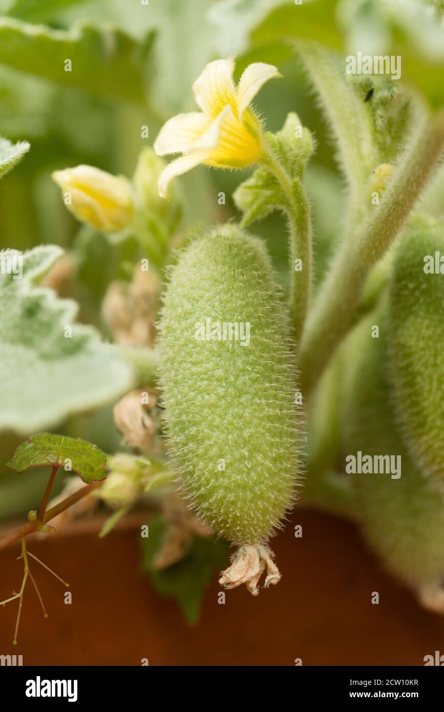 Flower and fruit of squirting cucumber or exploding cucumber, Ecballium elaterium. Stock Photo