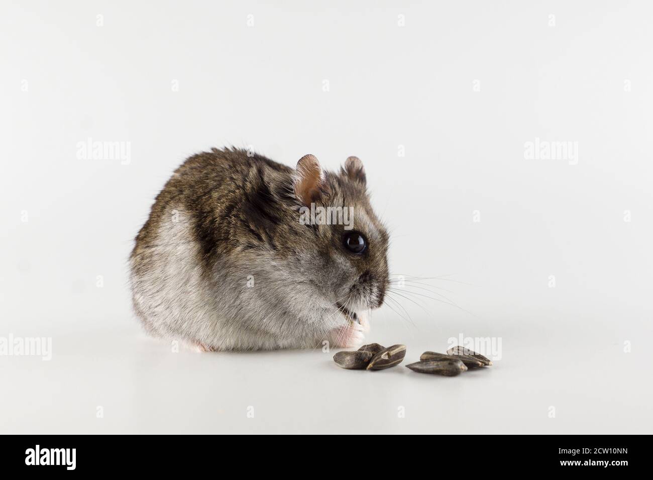 little gray hamster eats on a white background Stock Photo