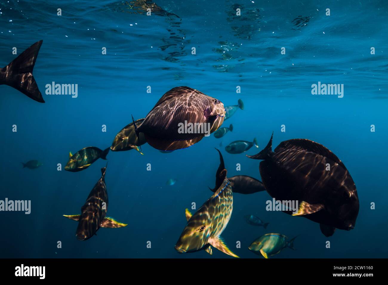 School of tropical fish in blue ocean. Underwater sea world with fishes. Stock Photo