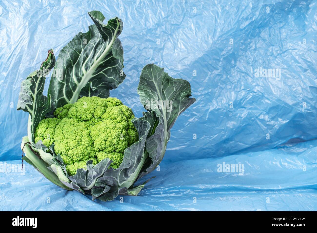 Green Sicilian cauliflower (Trapani) with leaves, on a light blue background with empty space on the right Stock Photo