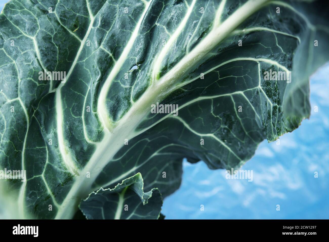 Detail of a fleshy leaf of Sicilian green cauliflower (from Trapani) Stock Photo