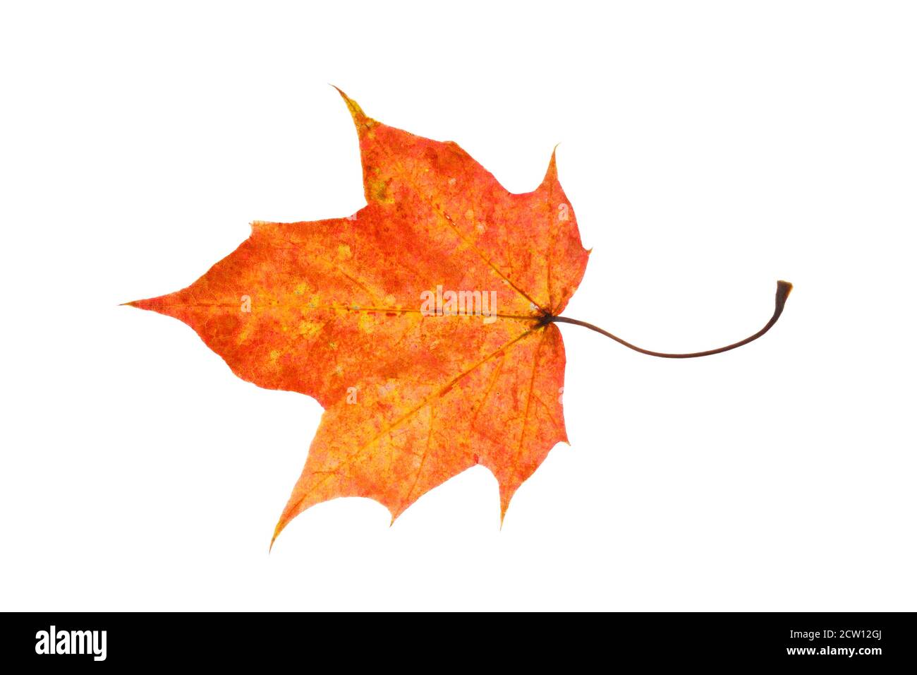 natural colored maple leaf isolated on white background Stock Photo - Alamy