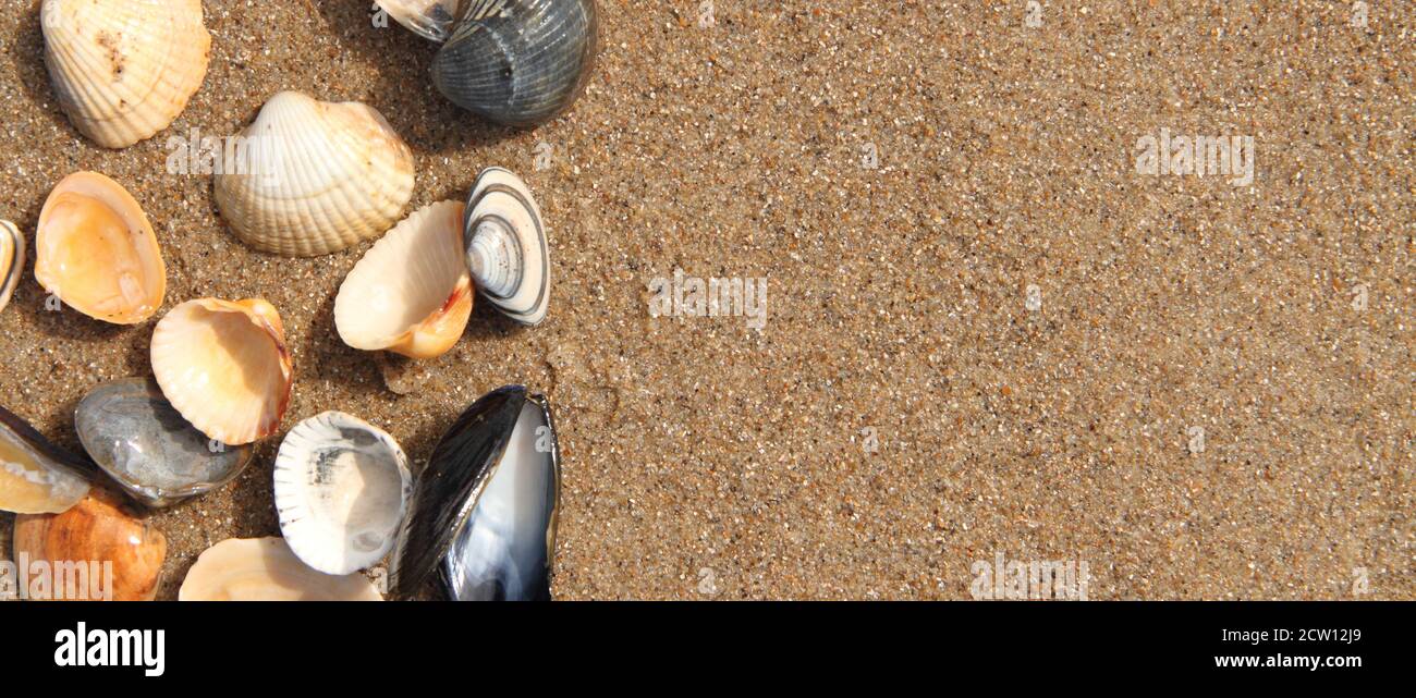 different seashell lie on the sandy beach Stock Photo