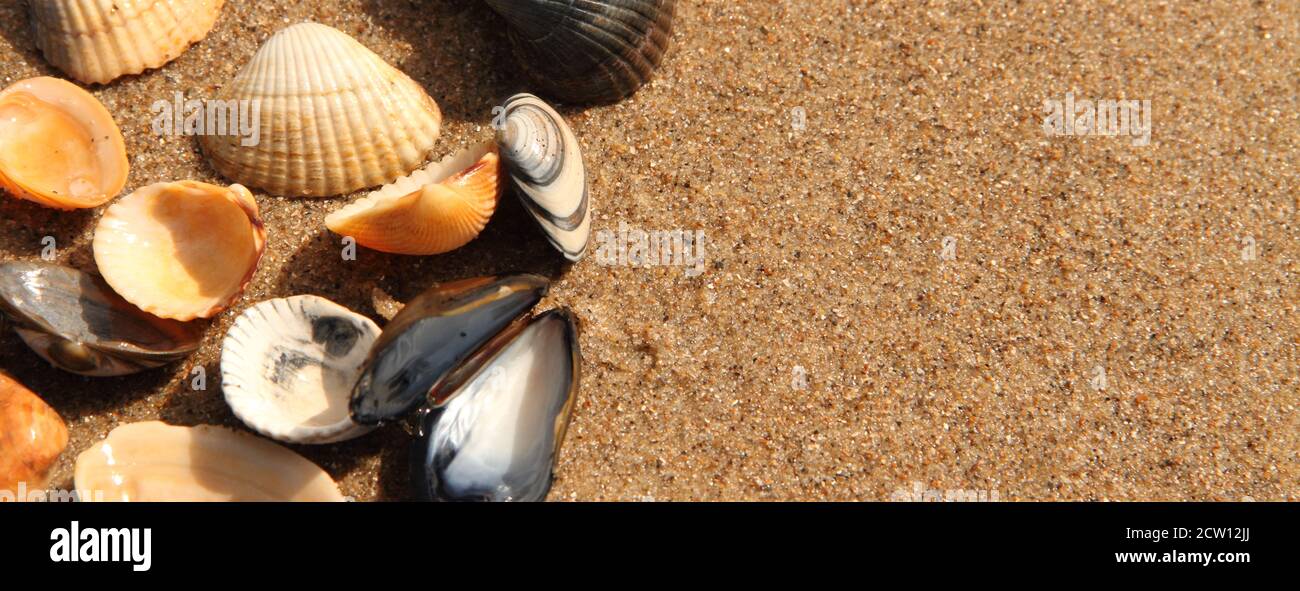 different seashell lie on the sandy beach Stock Photo