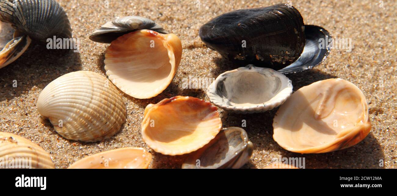 different seashell lie on the sandy beach Stock Photo