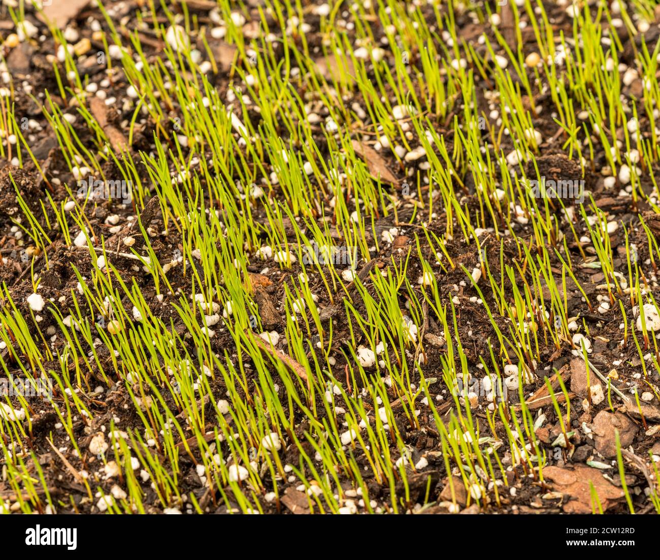 New grass from seed hires stock photography and images Alamy