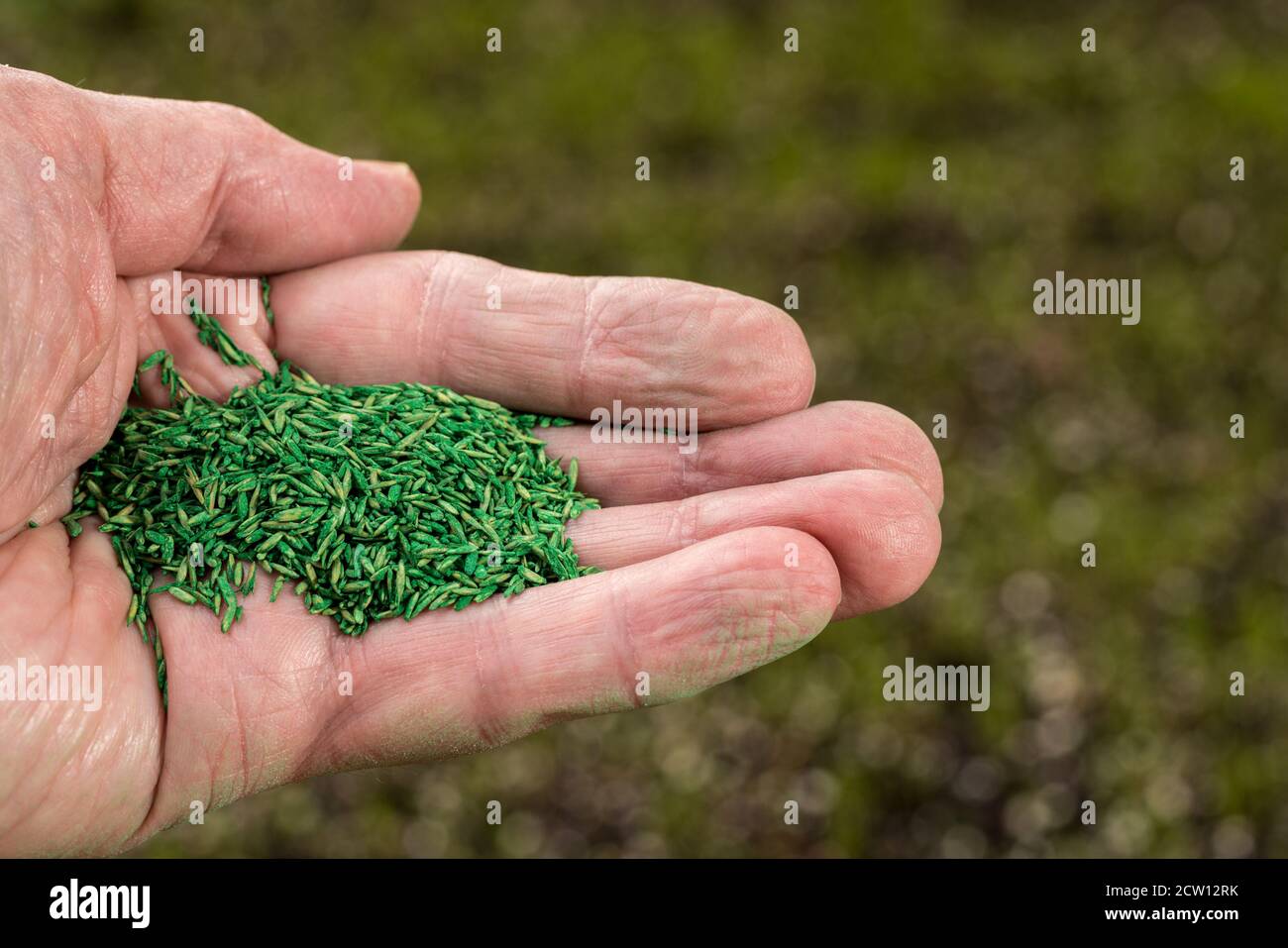 Senior male caucasian hand holding green coated grass seeds for repairing lawn with new drought