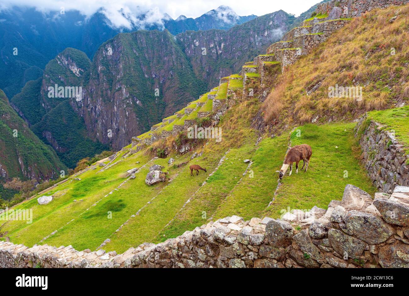 Two llama (Lama glama) in the agriculture terraces of Machu Picchu with an Inca wall, Cusco province, Peru. Stock Photo