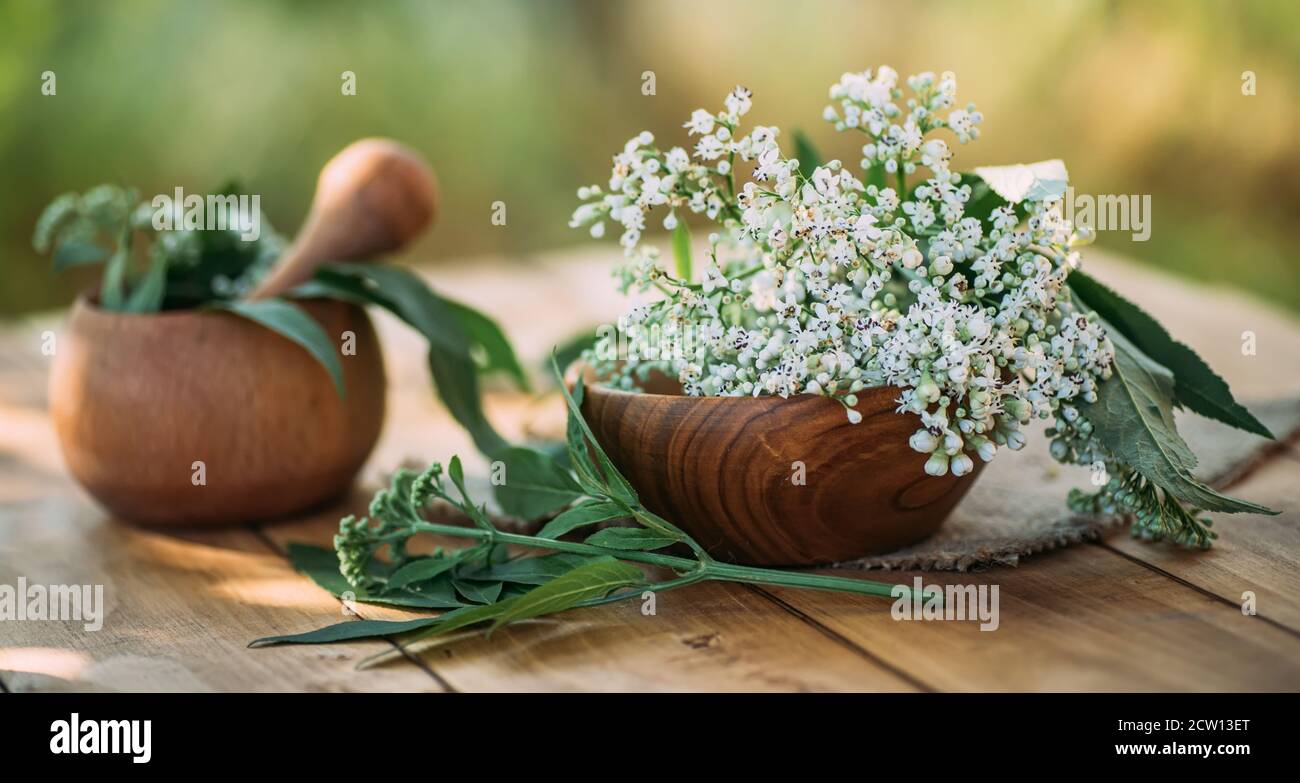 Fresh valerian flowers in wooden plate on table. mortar with prepared potion of valerian root. use of medicinal plants in traditional medicine. Stock Photo