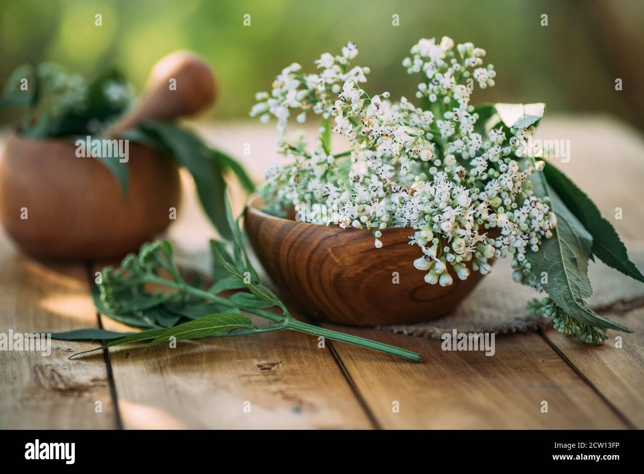 Fresh valerian flowers in wooden plate on table. mortar with prepared potion of valerian root. use of medicinal plants in traditional medicine. Stock Photo