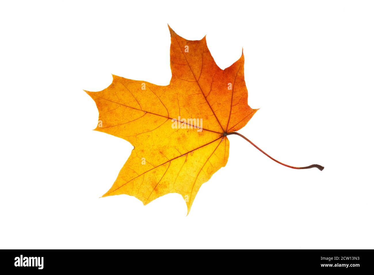 natural colored maple leaf isolated on white background Stock Photo - Alamy