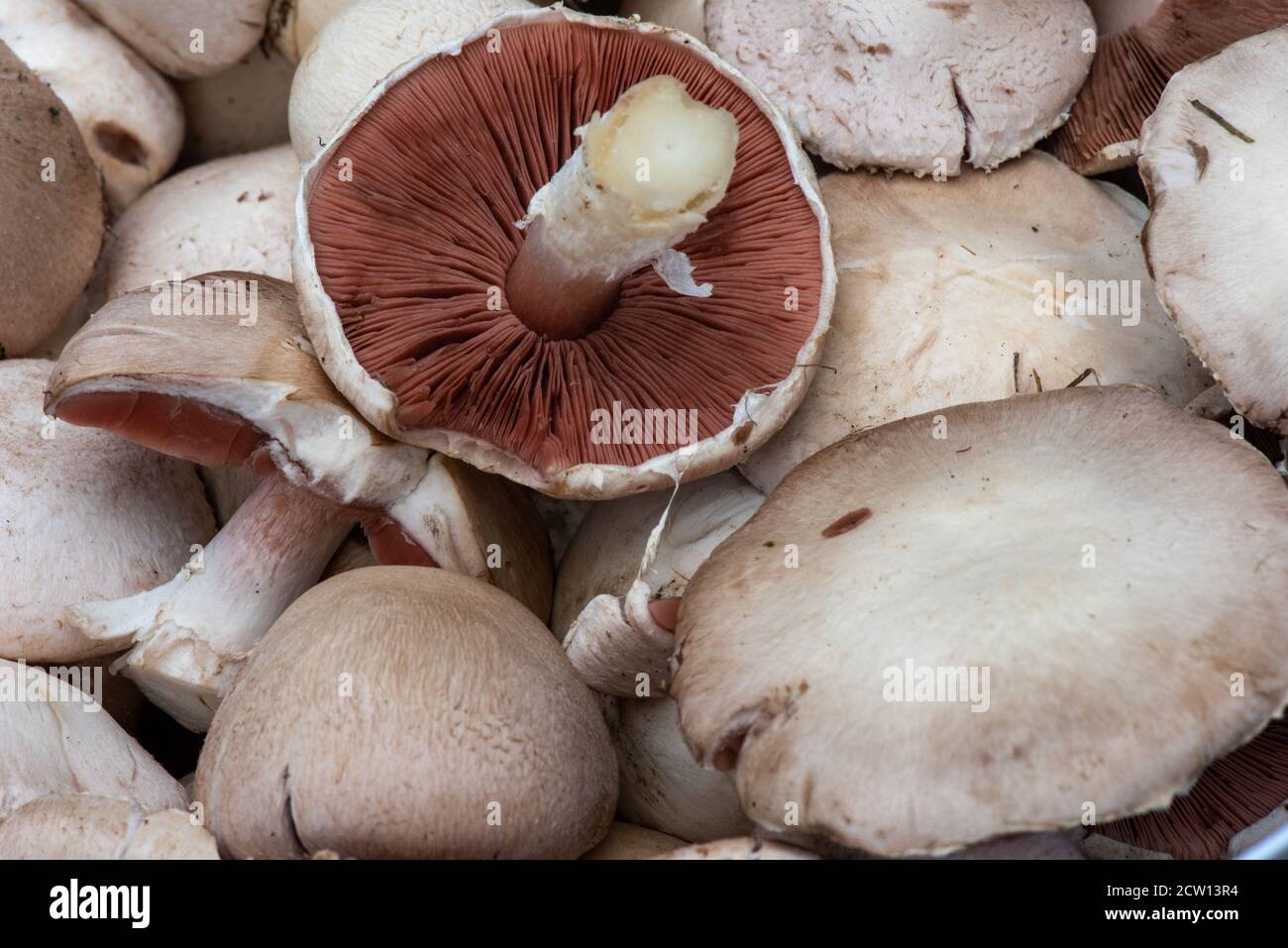 Collection of Mushrooms Stock Photo