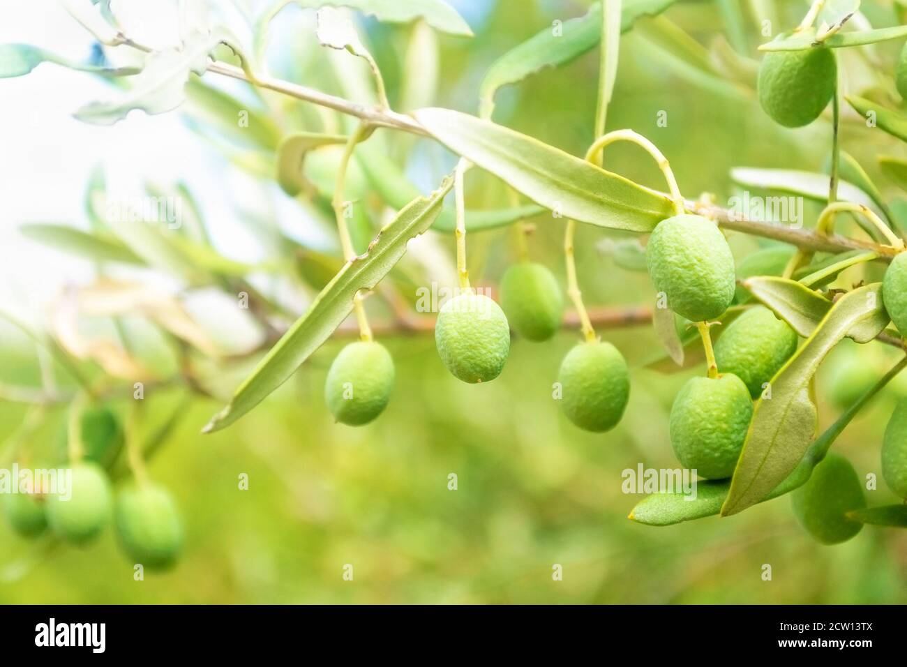 Fresh olives hanging on olive branch, selective focus Stock Photo