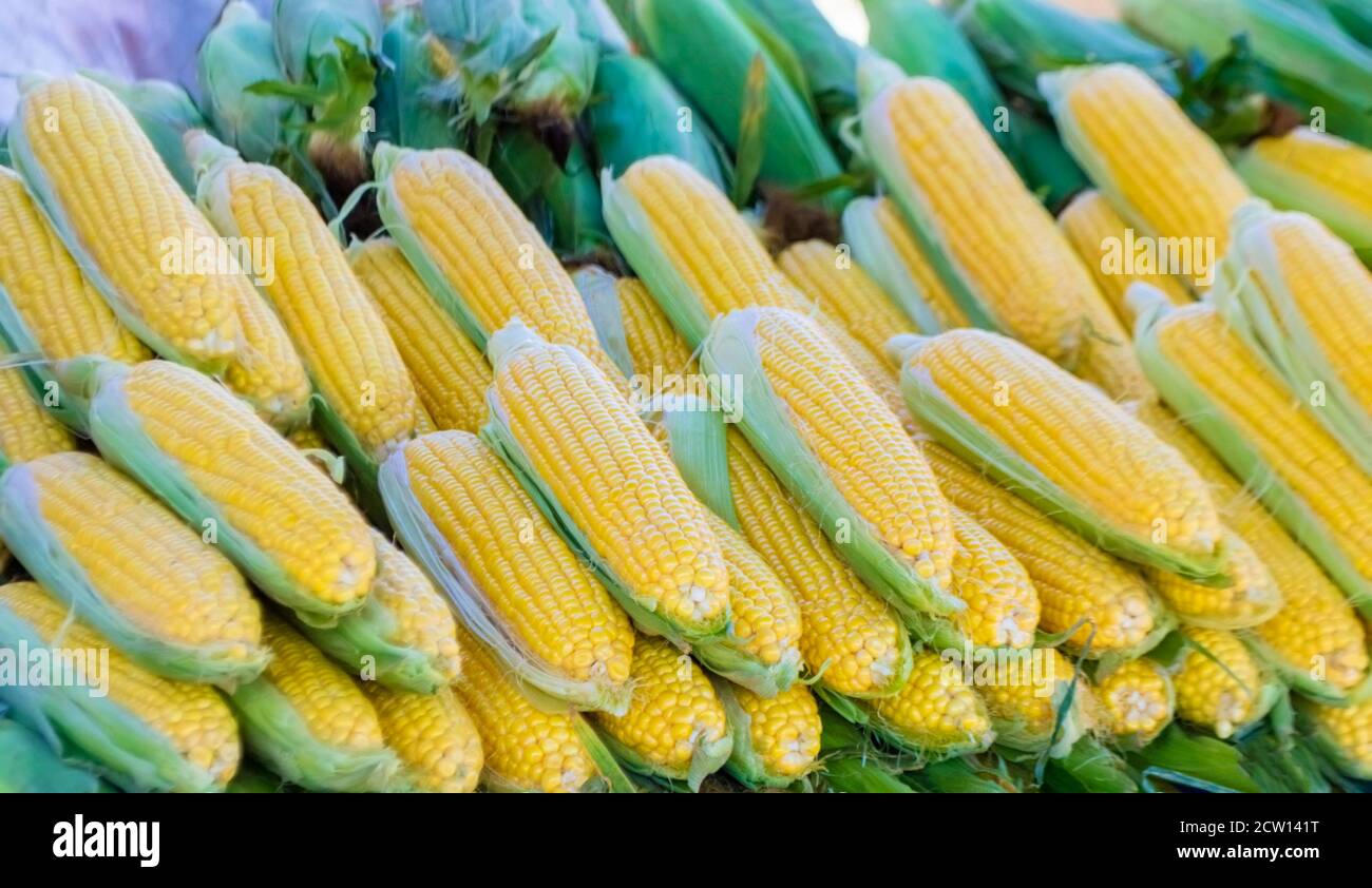 Fresh sweet raw corn ears, closeup, top view Stock Photo