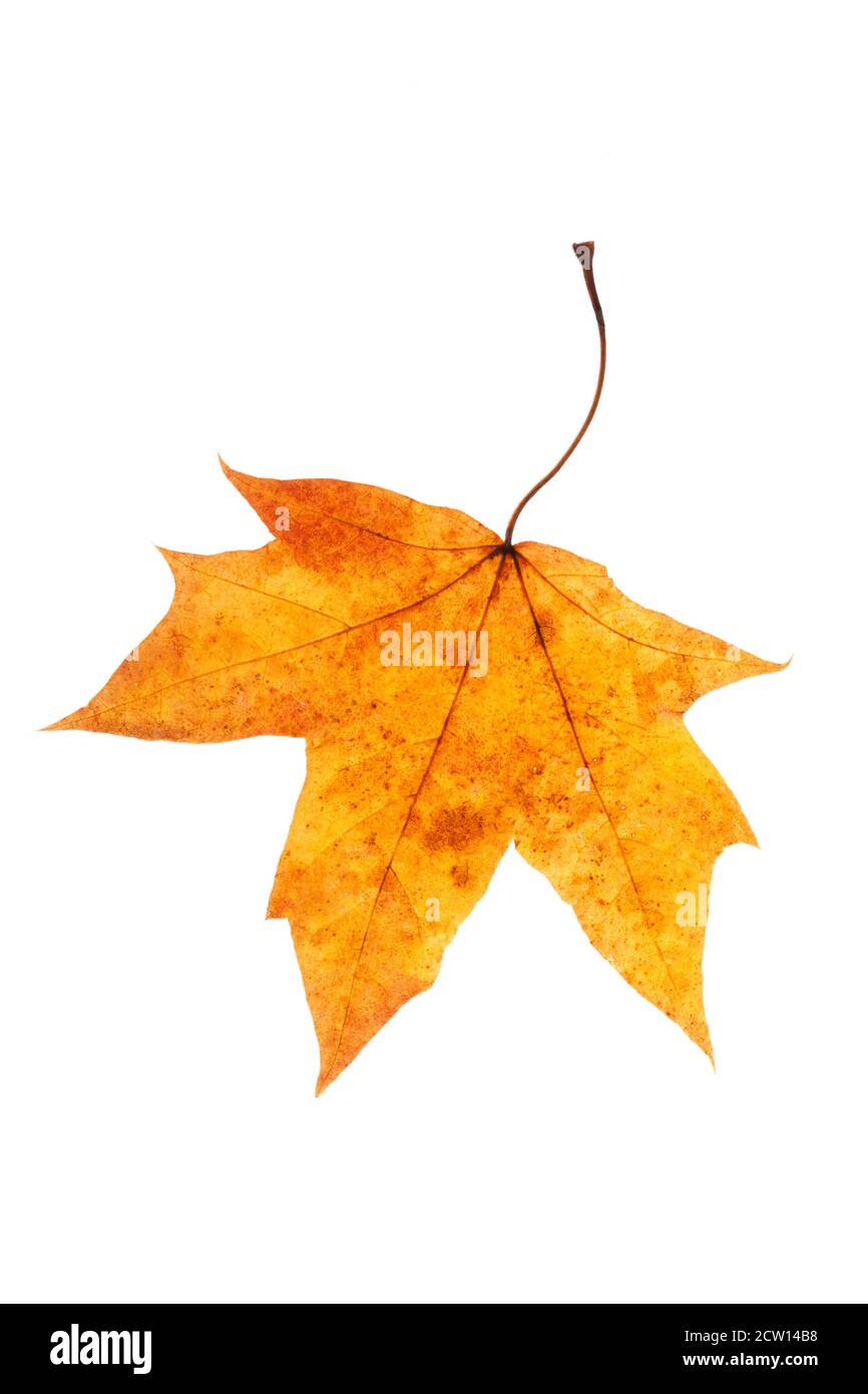 natural colored maple leaf isolated on white background Stock Photo - Alamy