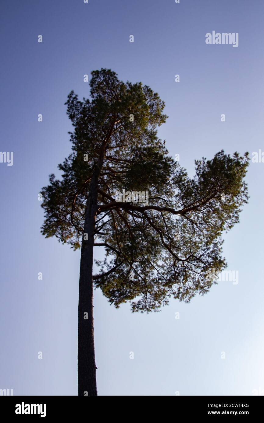Tall Tree Silhouette High Resolution Stock Photography And Images Alamy