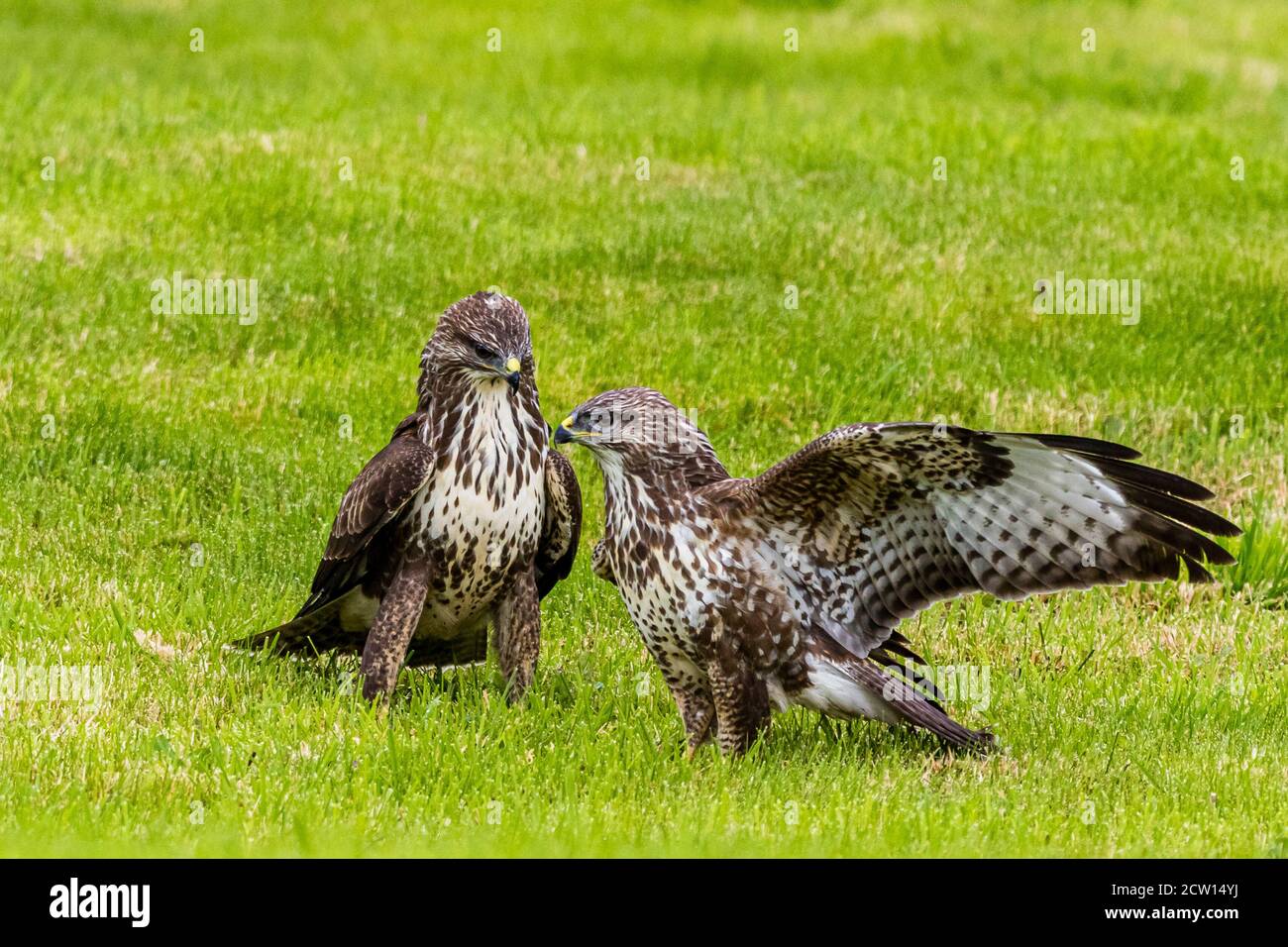 Common buzzard fighting on the ground in mid Wales summer sunshine Stock Photo
